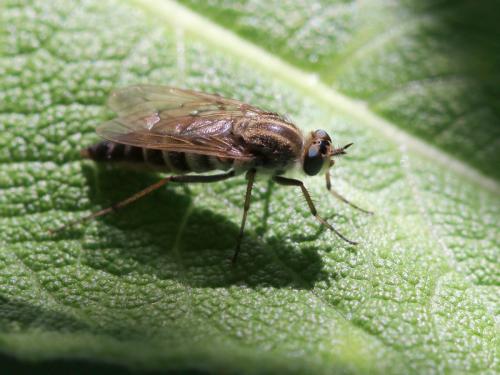 Thereva sp.